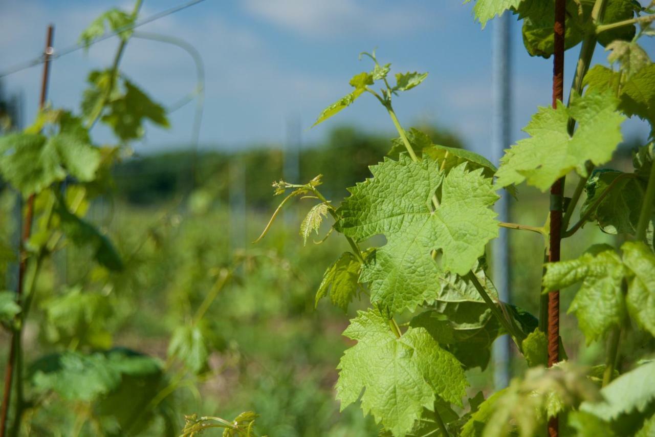 Agriturismo Albarello Sona Ngoại thất bức ảnh