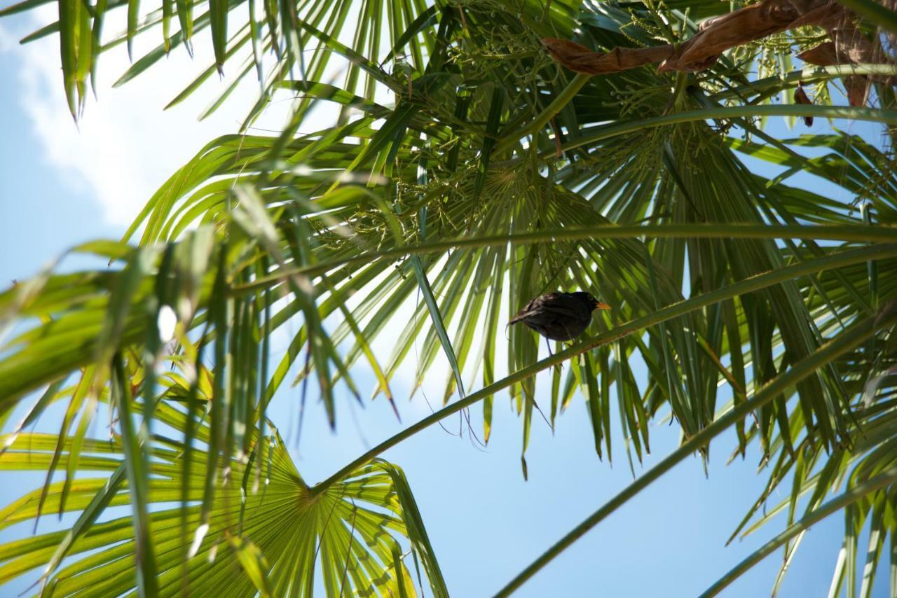 Agriturismo Albarello Sona Ngoại thất bức ảnh